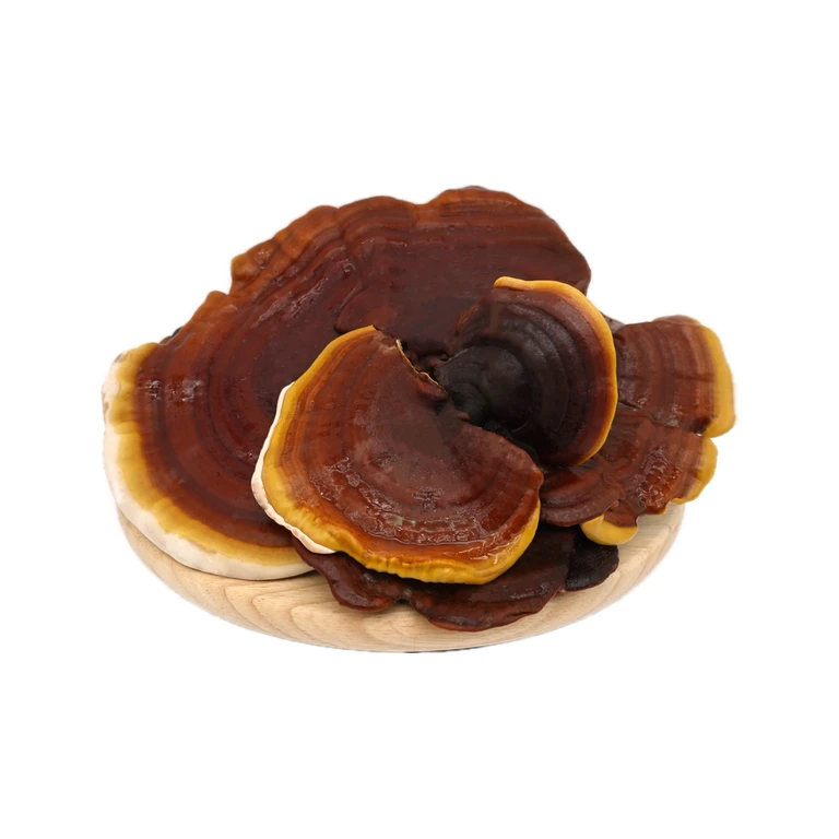 Fresh Reishi Mushrooms