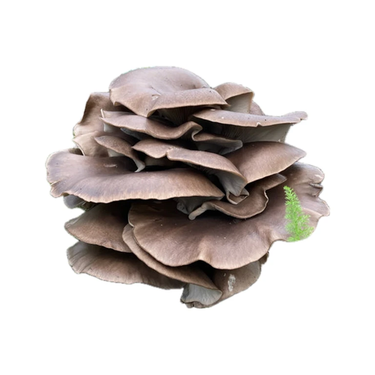 Outdoor Oyster Mushroom Sawdust Spawn Kit – Choose Your Variety
