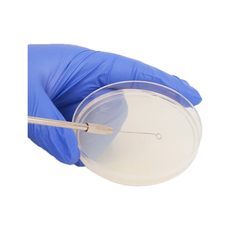Reusable Inoculating Loop With 25 Nichrome Needle Tip Inoculation Rings