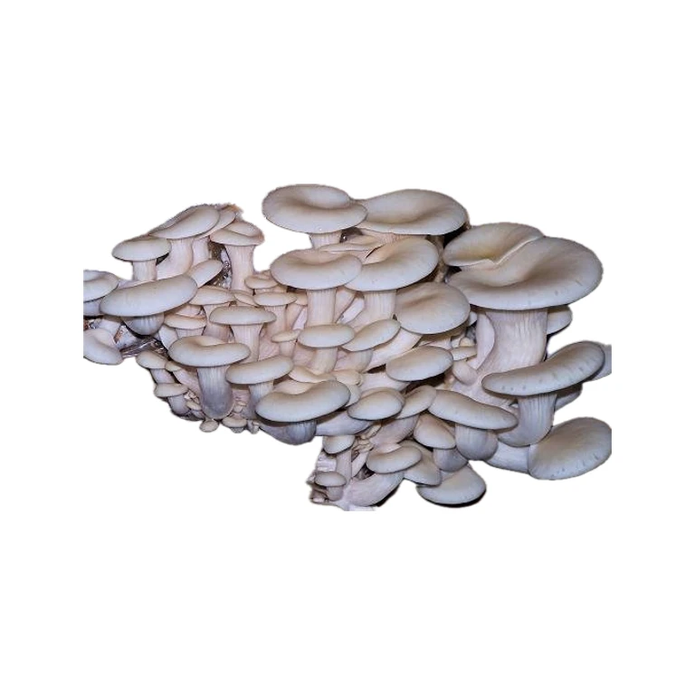 False Elm Grain Spawn