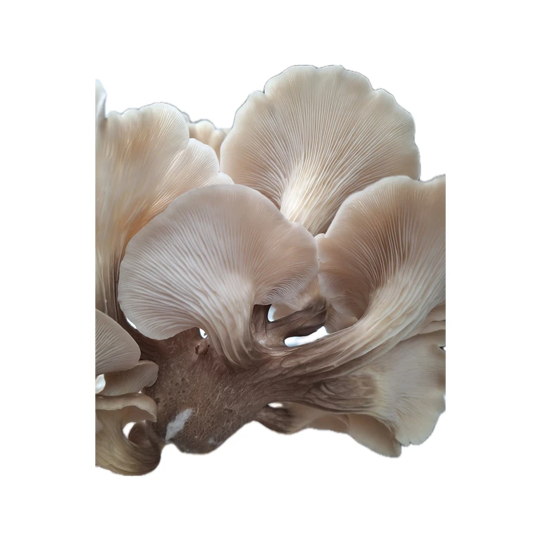Tarragon Oyster Grain Spawn