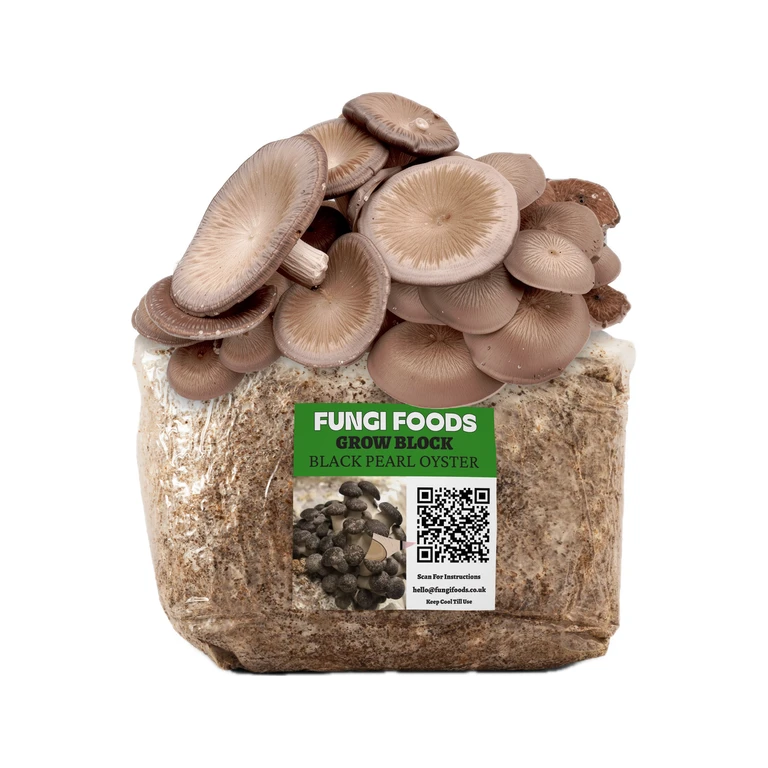 Black Pearl Oyster Mushroom Grow Kits