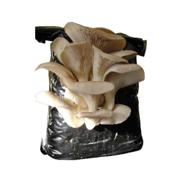 False Elm Mushroom Grow Kit