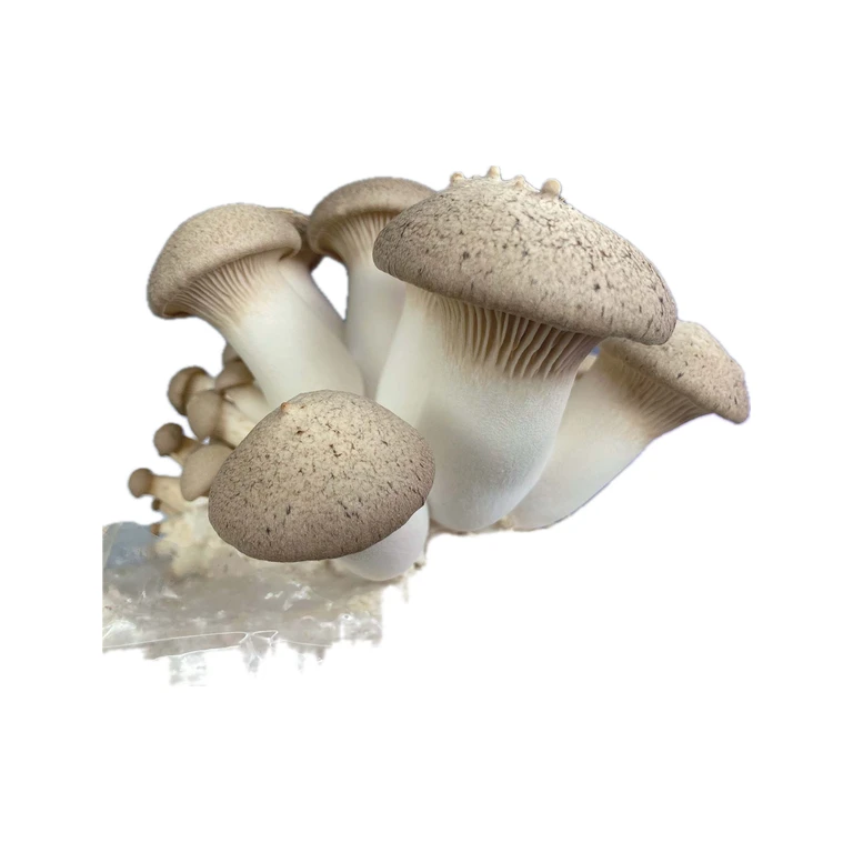 King Oyster Grain Spawn