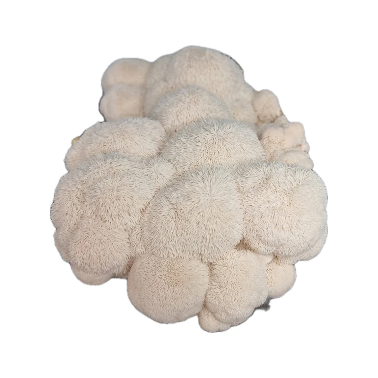 Lion’s Mane Grain Spawn