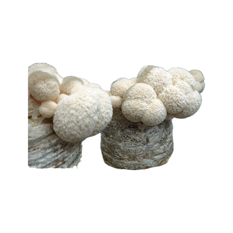 Lion’s Mane Fruiting Block