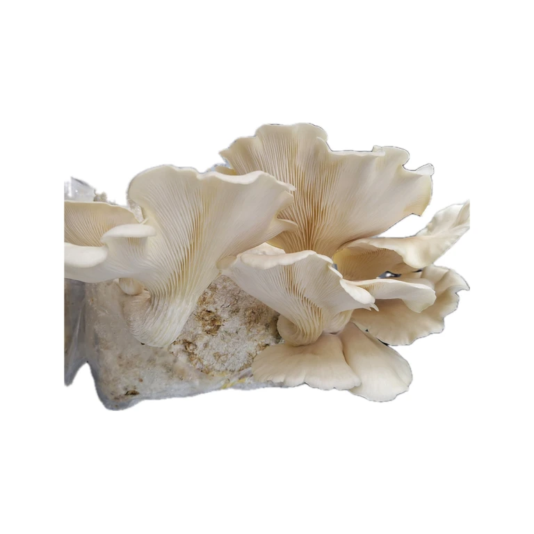 Pale Oyster Grain Spawn