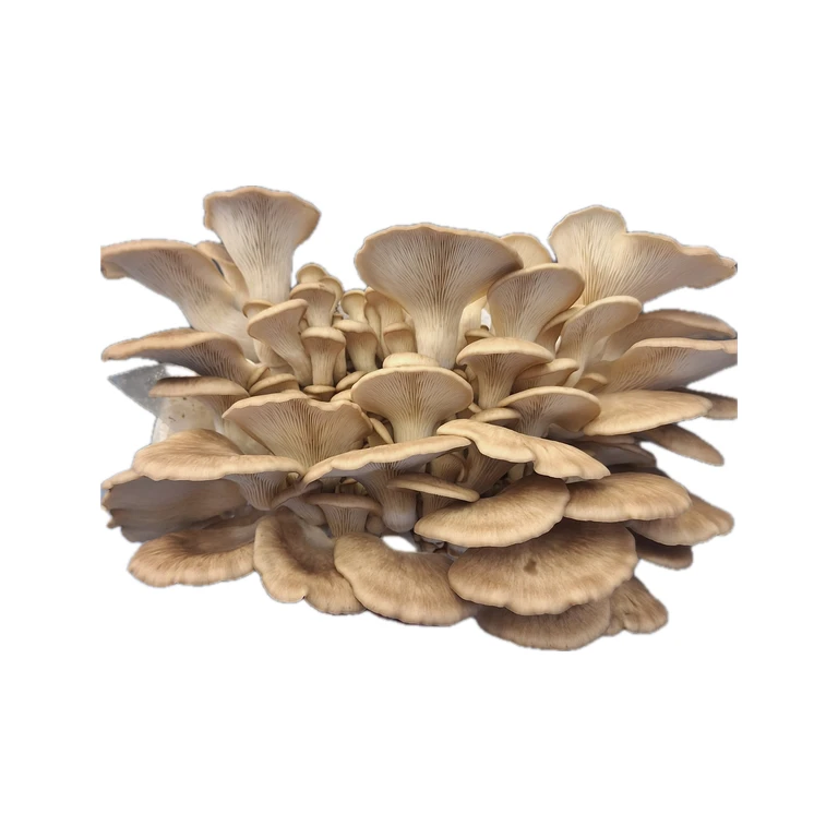 Grey Oyster Grain Spawn
