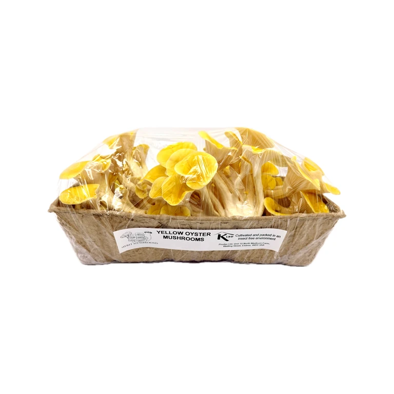 Yellow Oyster Fresh Mushrooms