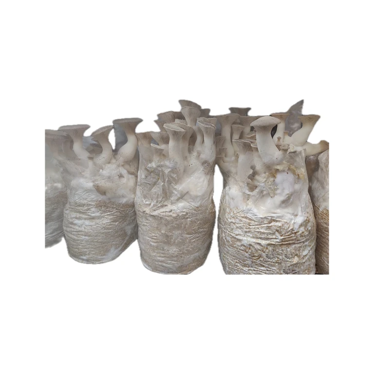 King Oyster Fruiting Block
