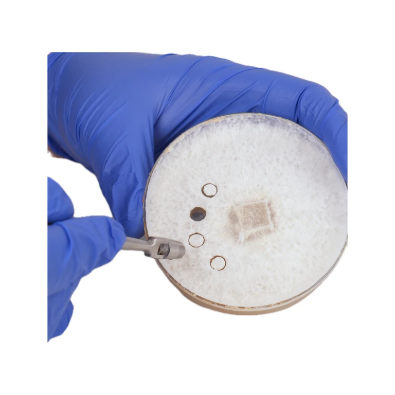 6 mm Agar Punch Transfer Tool (Stainless Steel Medical)