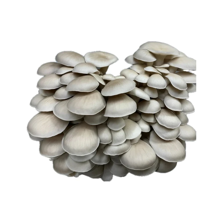 Pearl Oyster Grain Spawn