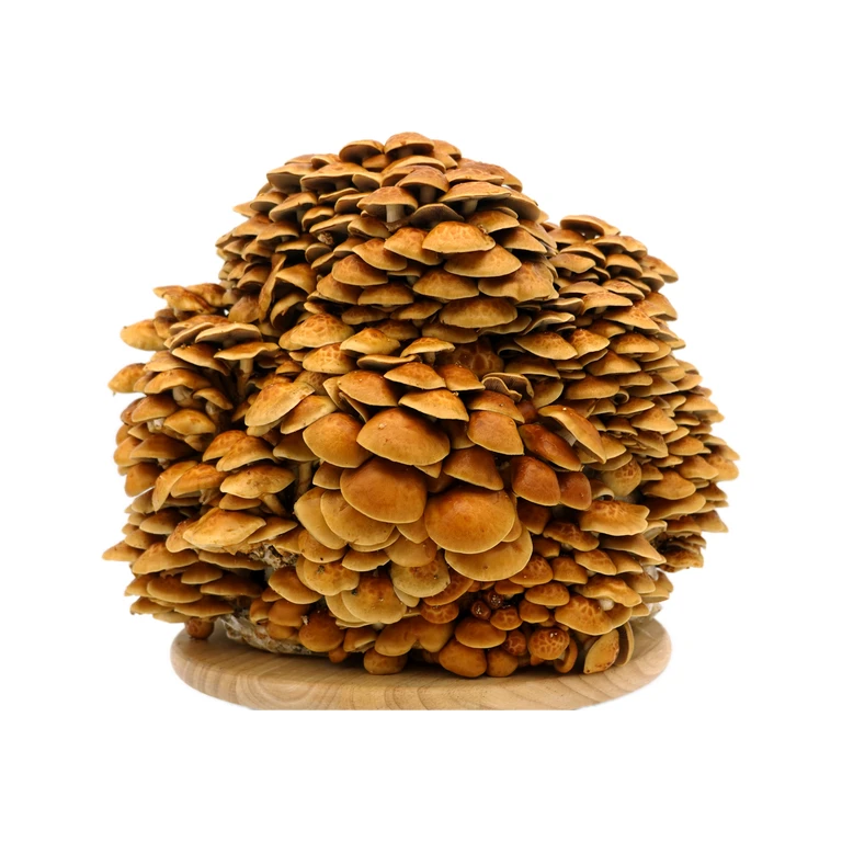 Fresh Nameko Mushrooms
