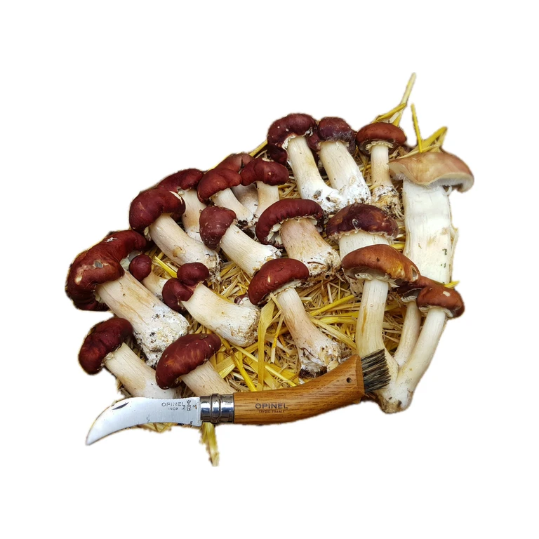 Wine Cap Grain Spawn