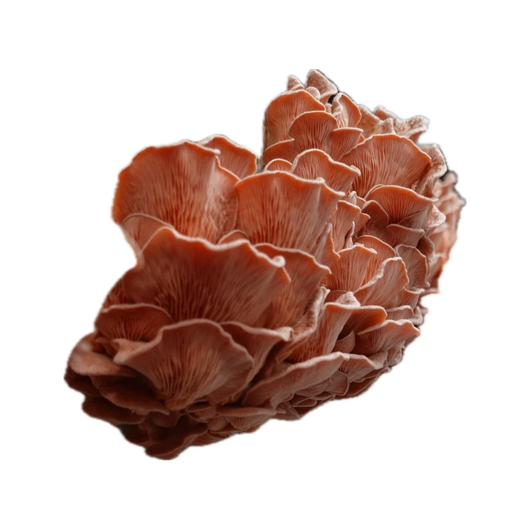 Pink Oyster Fruiting Block