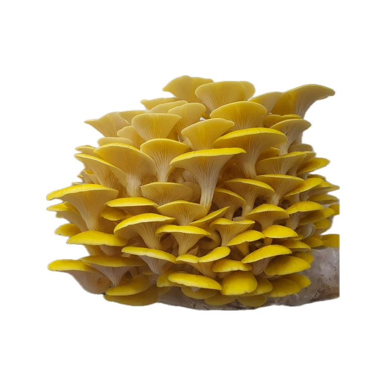 Yellow Oyster Fruiting Block