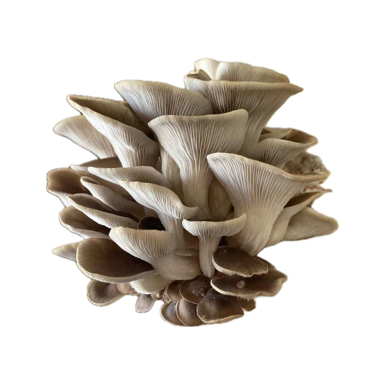 Tarragon Oyster Mushroom Grow Kits