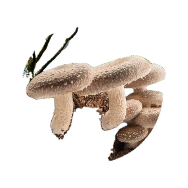 Shiitake Liquid Culture