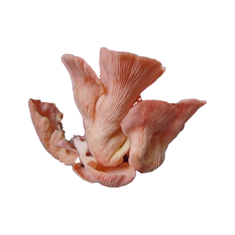 Oyster Grain Spawn