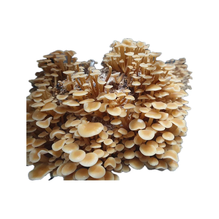 Golden Enoki Fruiting Block