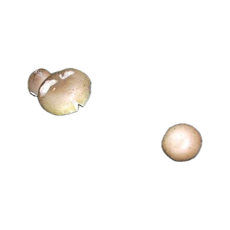 Portabella Grain Spawn