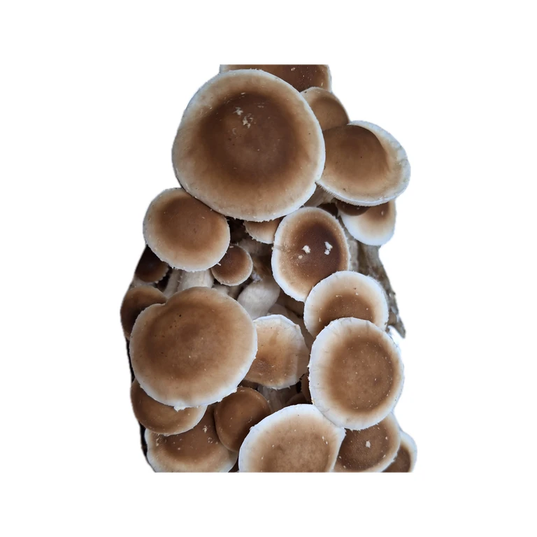 Pioppino Grain Spawn