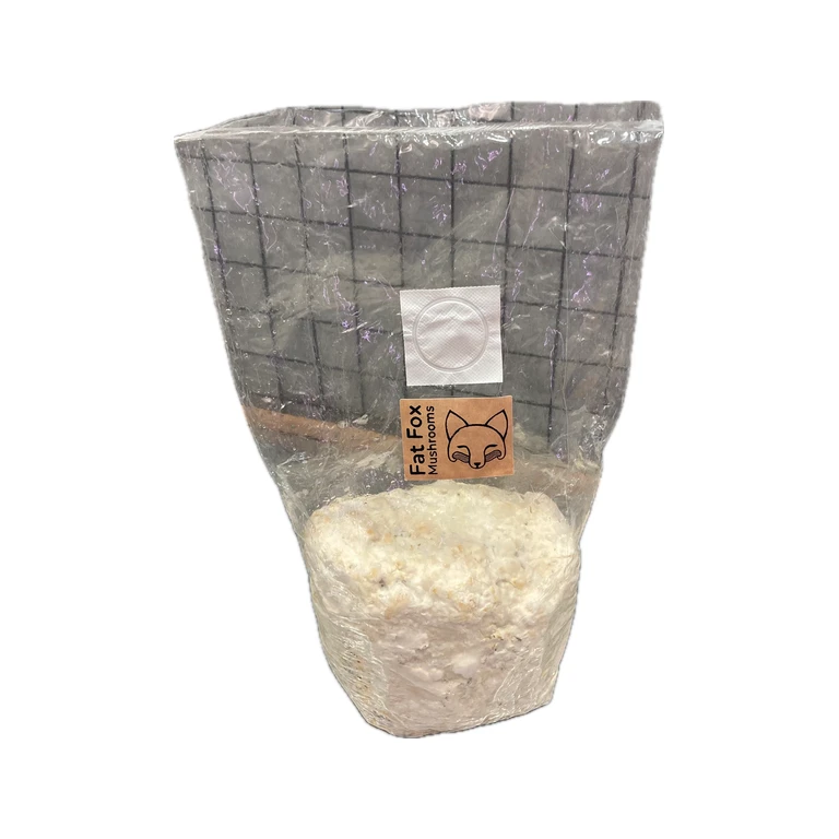 Mushroom Grain Spawn 1.5 kg (Choose Your Species)