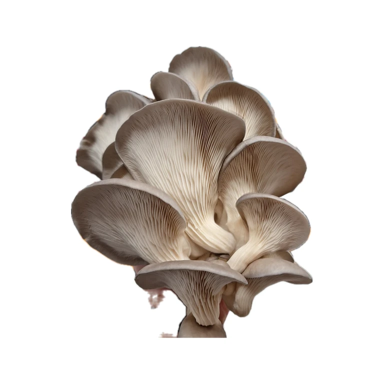 Blue Pearl King Oyster Colonised Grain Spawn (Non-Native)