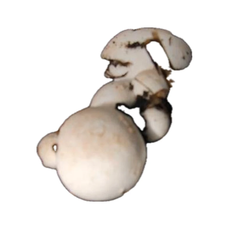 Button Grain Spawn