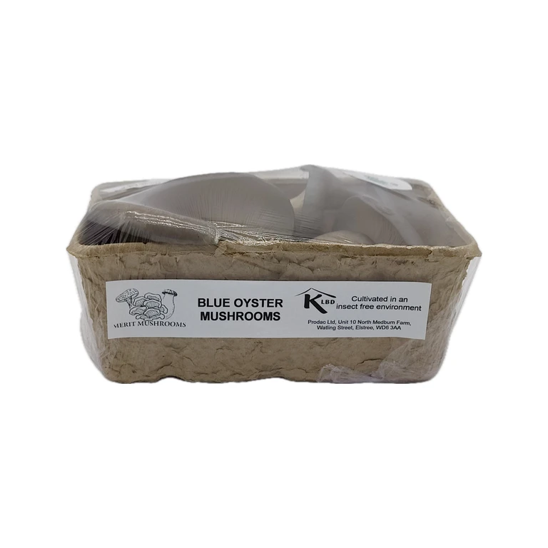 Blue Oyster Mushrooms