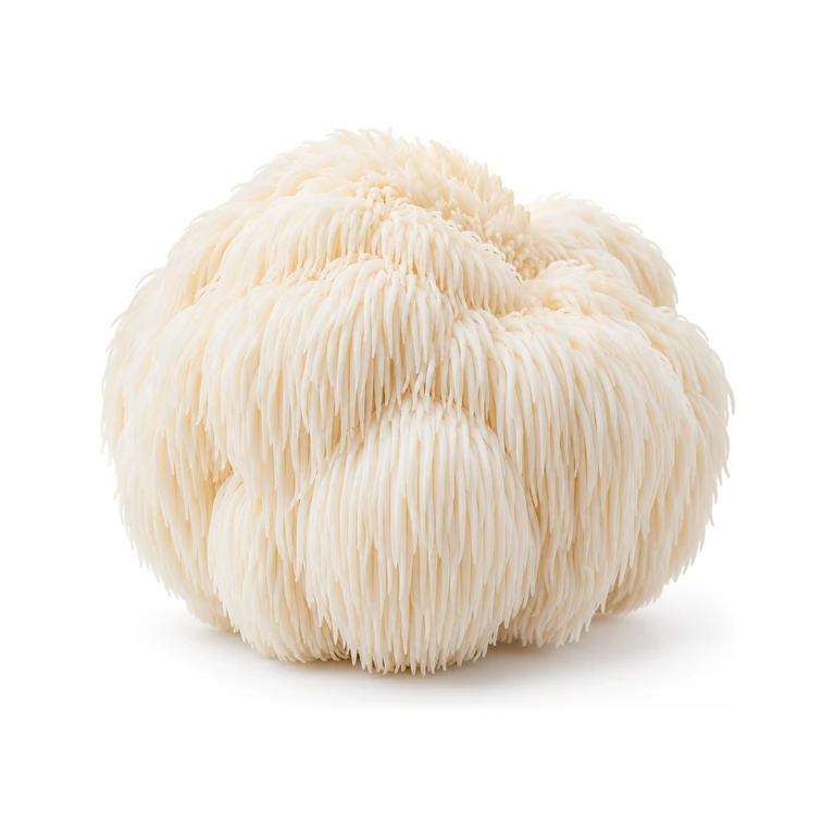 Lion’s Mane Fresh Mushrooms