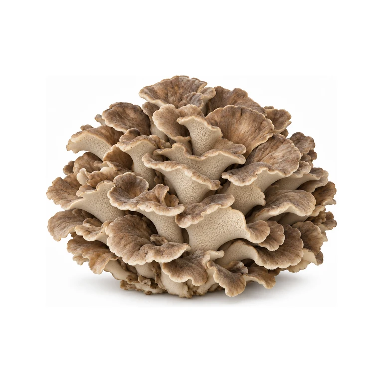 Maitake Fresh Mushrooms