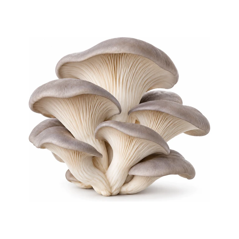 Fresh Grey Oyster Mushrooms