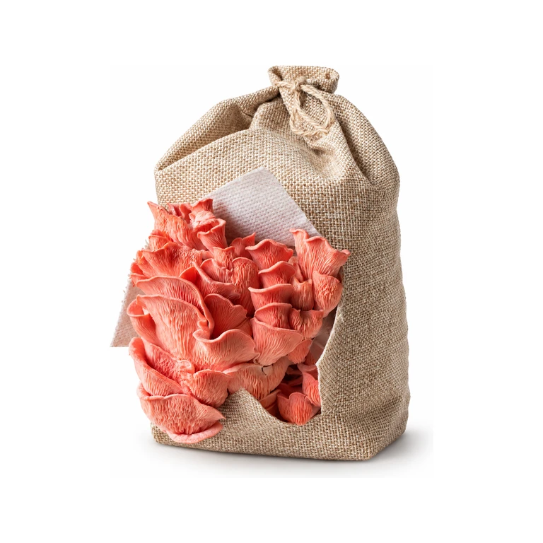 Pink Oyster Mushroom Grow Kits