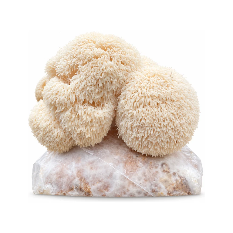 Lion’s Mane Mushroom Grow Kits