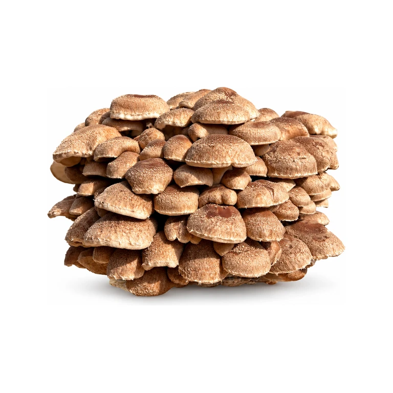 Shiitake Mushroom Grow Kits