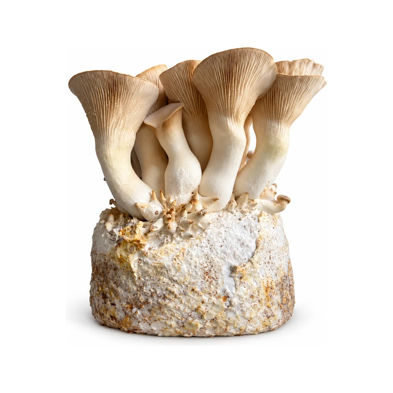 King Oyster Mushroom Grow Kits