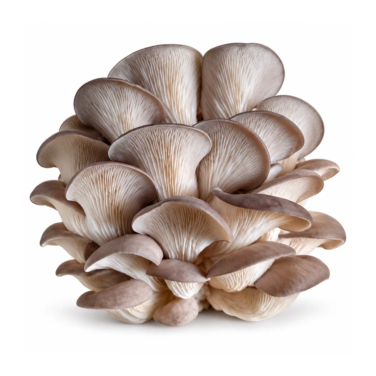 Mushroom Spawn – Oyster & Button Spawn