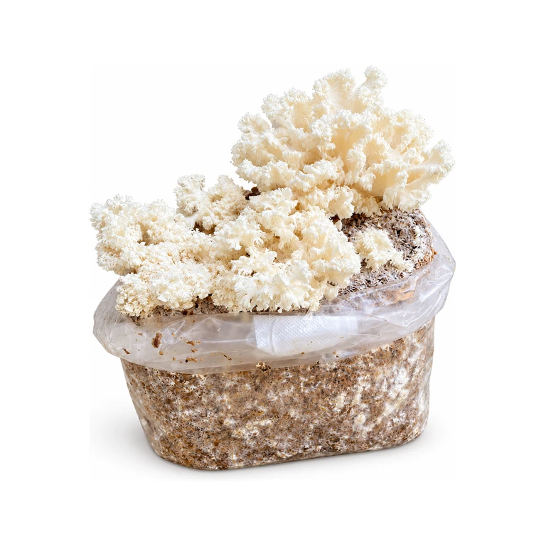 Coral Tooth Mushroom Grow Kit