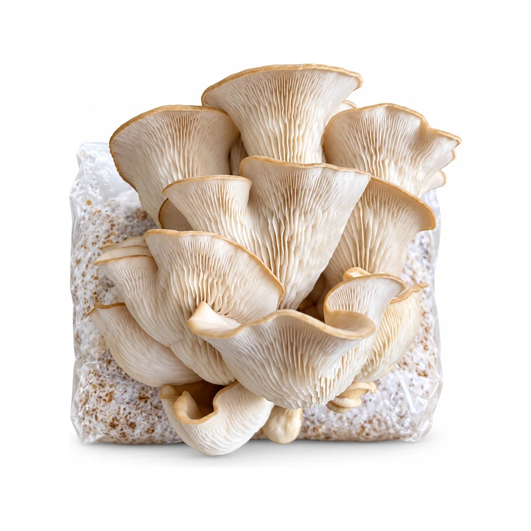 Pale Oyster Mushroom Grow Kit