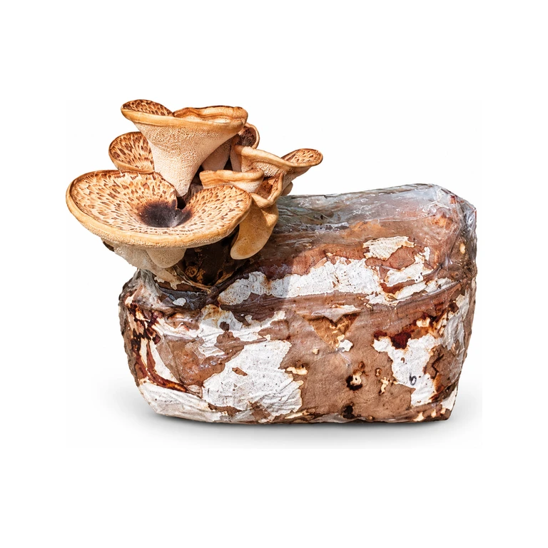 Dryad’s Saddle Mushroom Grow Kit