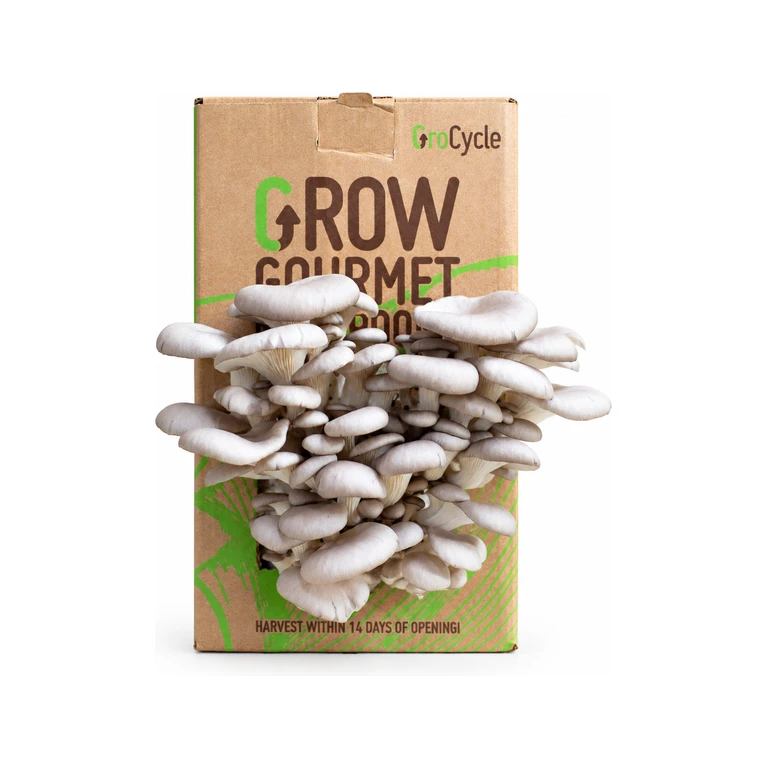 Oyster Mushroom Grow Kits