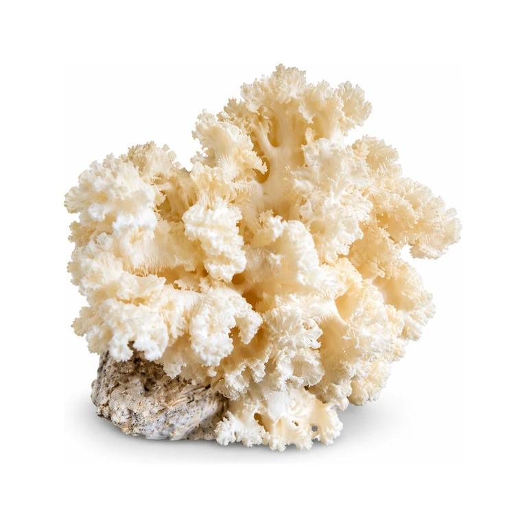 Coral Tooth Fruiting Block