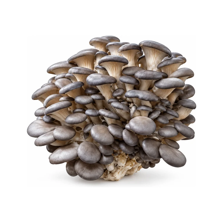 Blue Oyster Fruiting Block
