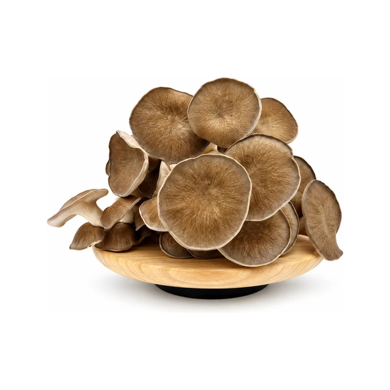 Fresh Black Pearl Oyster Mushrooms