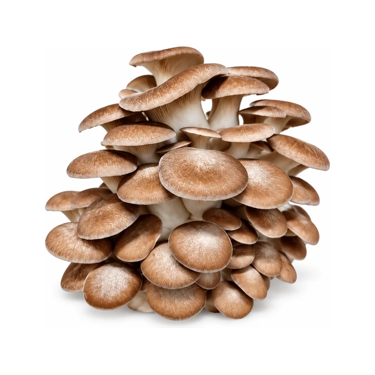 Black Pearl Oyster Fruiting Block