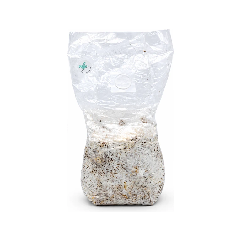 Maitake Grain Spawn