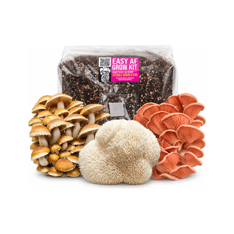 Basics: DIY Gourmet Grow Kit (Speckled Chestnut, Lion’s Mane, Pink Oyster)